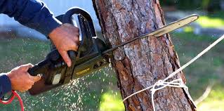 Best Tree Fertilization Services  in De Pere, WI