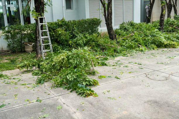 How Our Tree Care Process Works  in  De Pere, WI