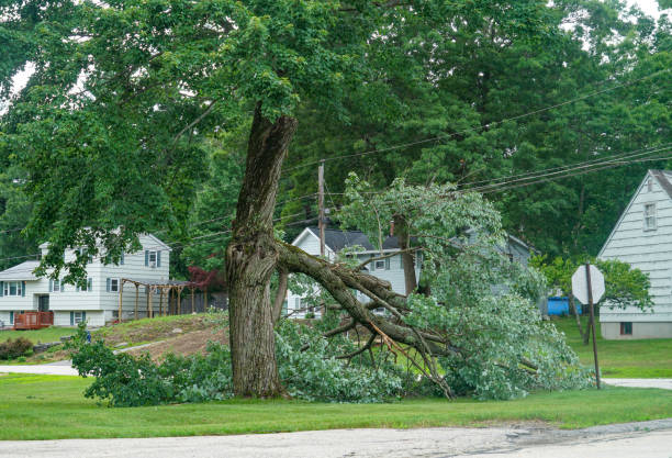 De Pere, WI  Tree Services Company